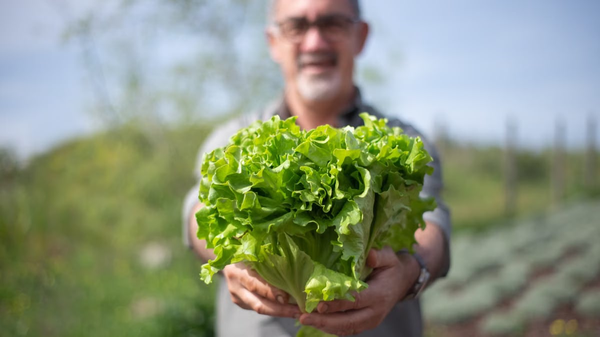 A man holding fresh, green lettuce in an outdoor garden during daytime. Vibrant, healthy produce.